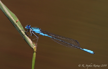 Enallagma aspersum, male